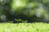 森の中の芽生え