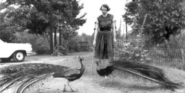 Flannery OConnor Peacocks