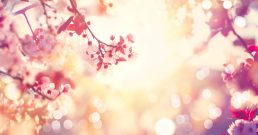 Beautiful spring nature scene with pink blooming tree