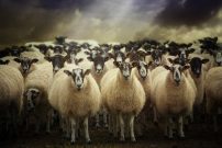 shutterstock_140619148 (sheep)