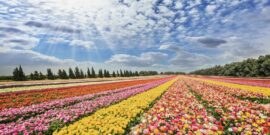 Flower,Kibbutz,Near,Gaza,Strip.,The,Sun’s,Rays,Shine,From